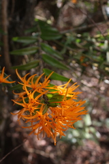 Dendrobium jerdonianum
