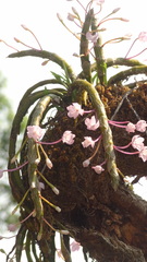 Dendrobium crepidatum