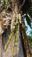 Dendrobium crepidatum
