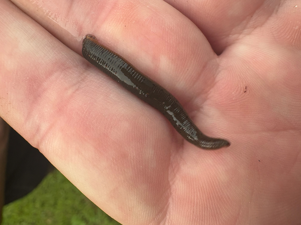 Macrobdella mimicus