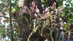 Dendrobium crepidatum