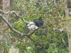 Bycanistes subcylindricus