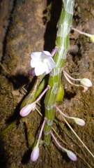 Dendrobium crepidatum