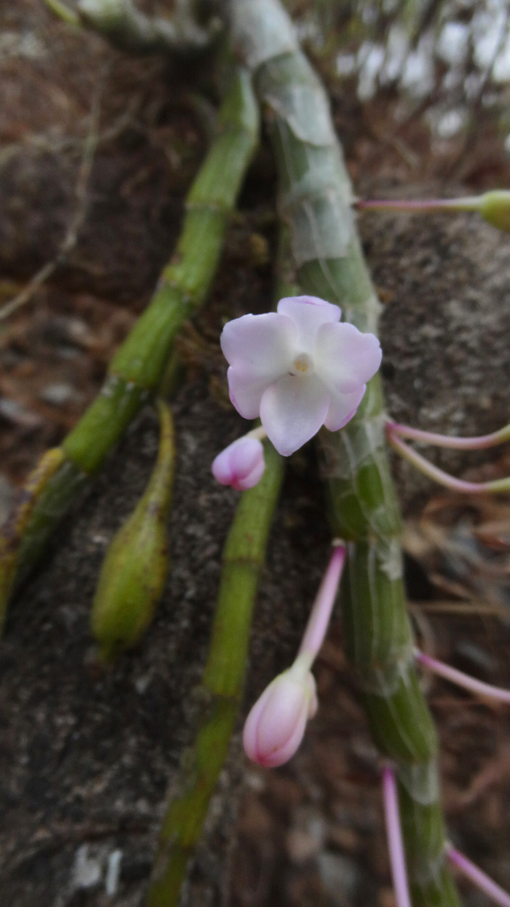 Dendrobium lawianum