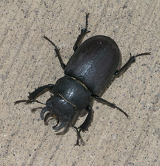 Lucanus mazama