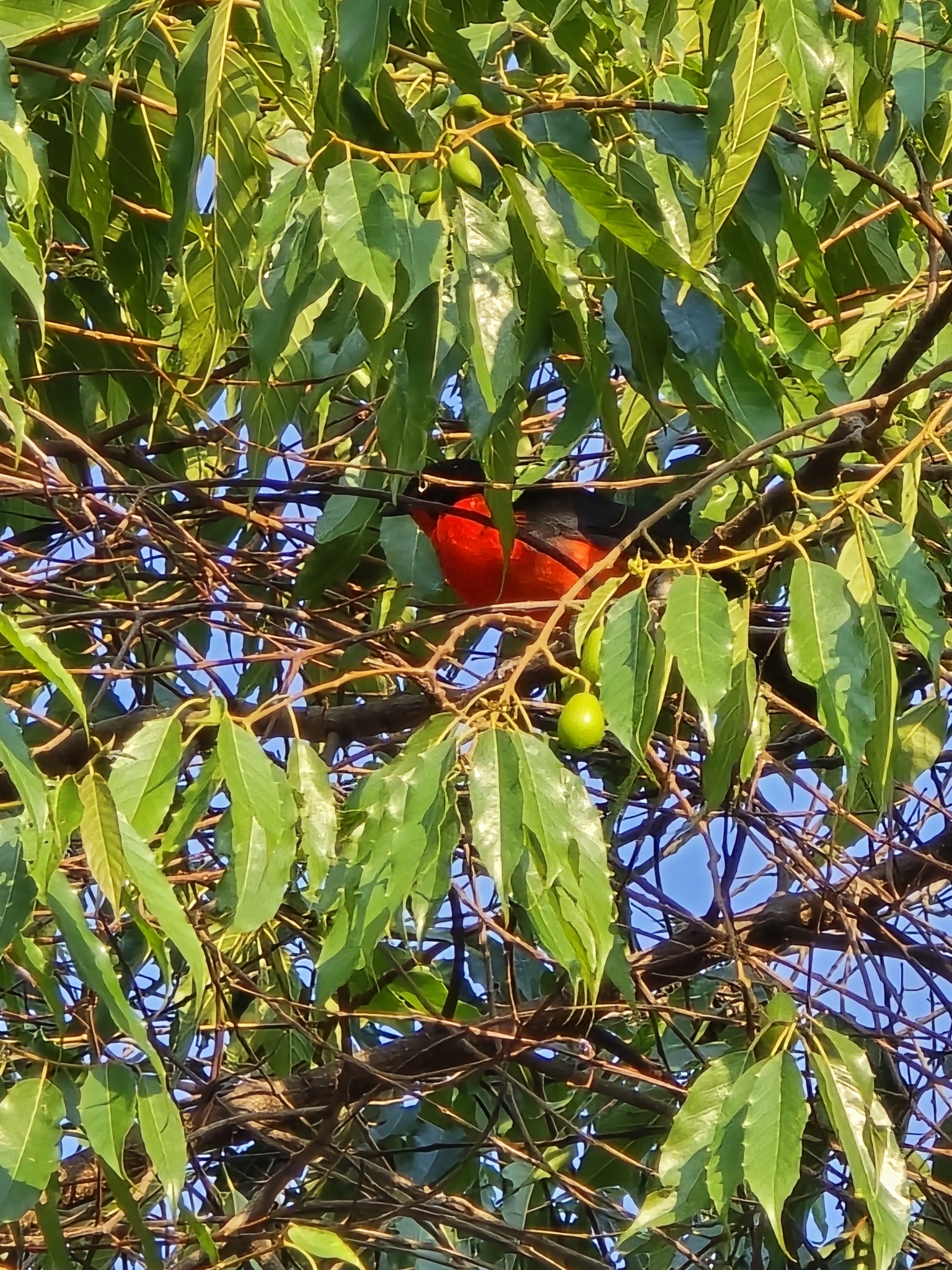 Black-headed Gonolek (Laniarius erythrogaster), photo 8