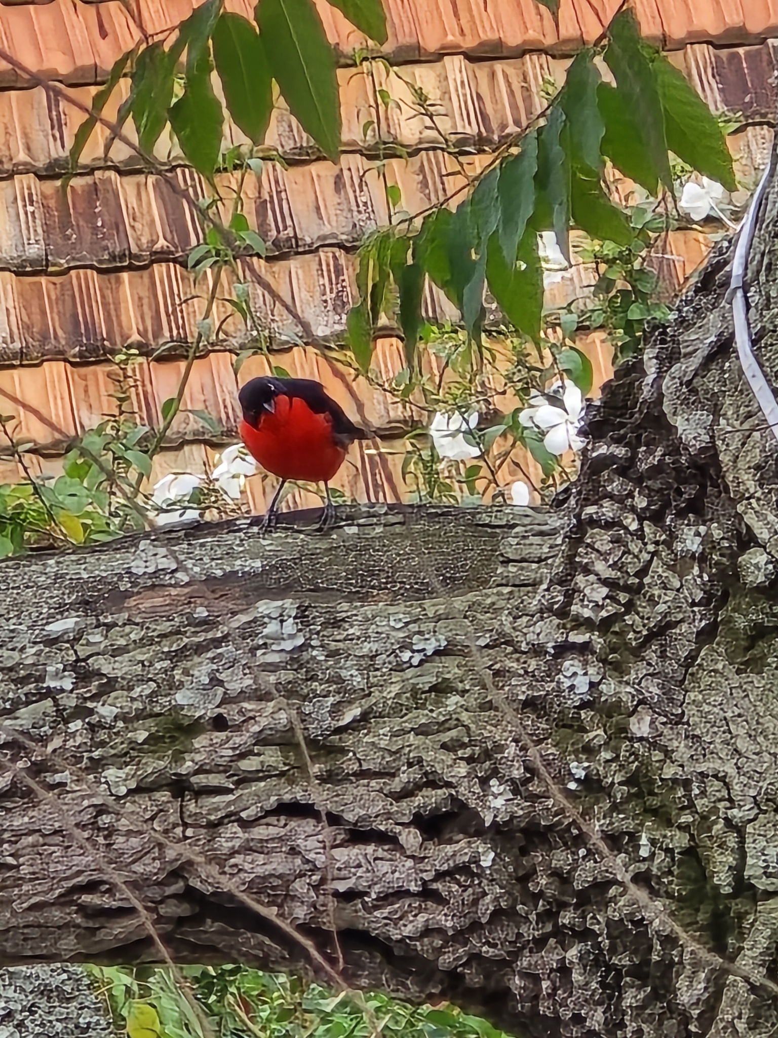 Black-headed Gonolek (Laniarius erythrogaster), photo 9
