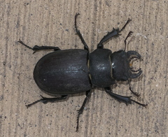 Lucanus mazama