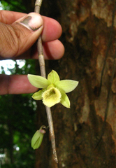 Dendrobium macrostachyum