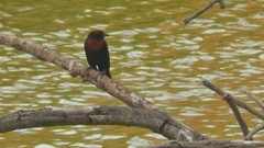 Chrysomus ruficapillus