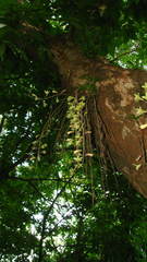 Dendrobium macrostachyum