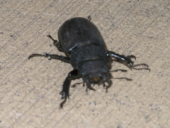 Lucanus mazama