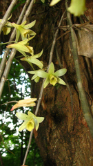 Dendrobium macrostachyum