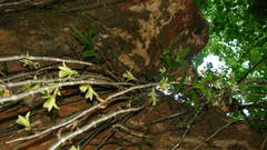 Dendrobium macrostachyum