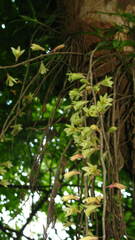 Dendrobium macrostachyum