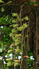 Dendrobium macrostachyum