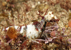 Idiotropiscis lumnitzeri