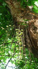 Dendrobium macrostachyum