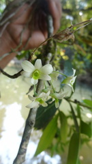 Dendrobium ovatum