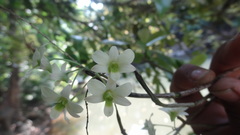 Dendrobium ovatum