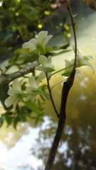 Dendrobium ovatum