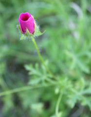 Modiolastrum gilliesii