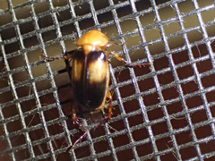 Phyllotocus bimaculatus