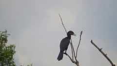 Nannopterum brasilianum