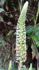 Goodyera procera