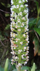 Goodyera procera