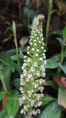 Goodyera procera