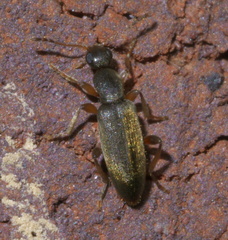 Macratria murina