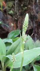 Goodyera procera