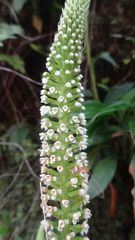Goodyera procera
