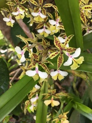 Epidendrum stamfordianum