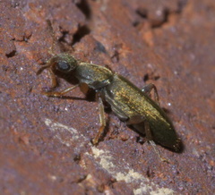 Macratria murina