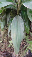Goodyera procera
