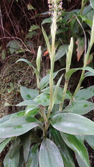 Goodyera procera