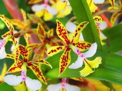 Epidendrum stamfordianum