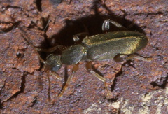 Macratria murina