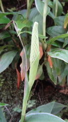 Goodyera procera