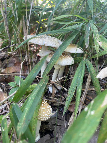 Amanita