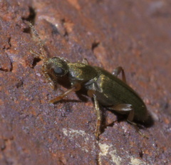 Macratria murina