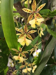 Epidendrum stamfordianum