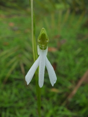 Habenaria longicorniculata