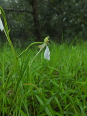 Habenaria longicorniculata
