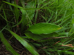 Habenaria longicorniculata