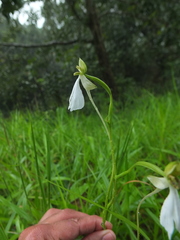 Habenaria longicorniculata