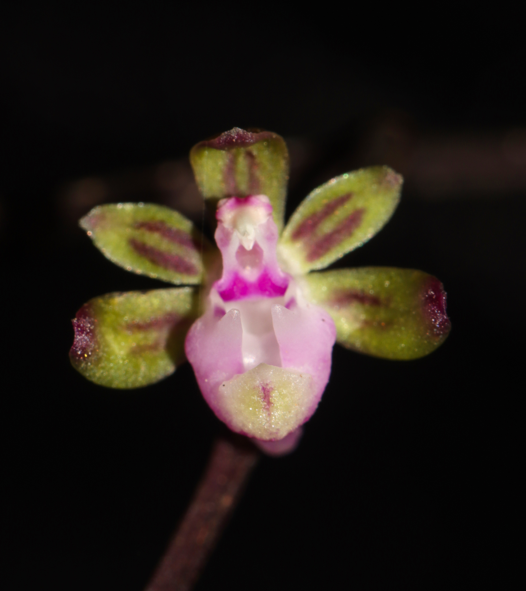 Cleisostoma crochetii (Cleisostoma crochetii)