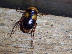 Phyllotocus bimaculatus